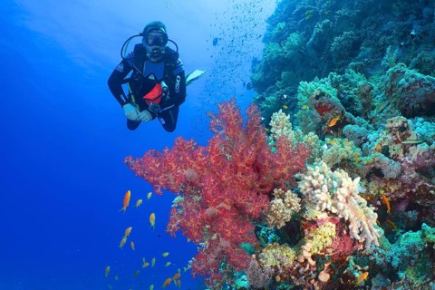 A diver explores the colourful coral reef with Hemprich's Tree Coral (Dendronephthya hemprichi) and