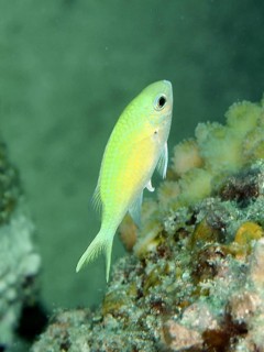 A small green fish, green swallowtail (Chromis viridis), swims next to corals in the clear water of