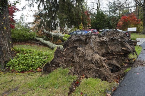 Chappaqua, NY, USA Super storm aftermath: Hurricane force winds uproot a huge oak tree when