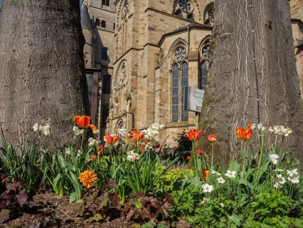 Colourful tulips and other flowers blooming in front of an old church and large trees, trier,