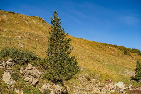 Single conifer on a grassy hilly landscape under a clear sky, saas Fee, Alps, Switzerland, Europe
