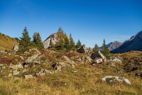 Stony landscape with scattered rocks, trees and bushes under a blue sky, saas Fee, Alps,
