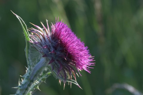Flowering thistle (Carduus nutans), Lower Rhine, North Rhine-Westphalia, Germany, Europe