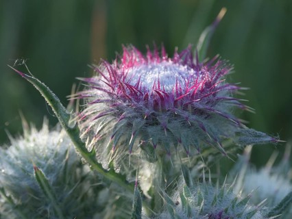 Flowering thistle (Carduus nutans), Lower Rhine, North Rhine-Westphalia, Germany, Europe