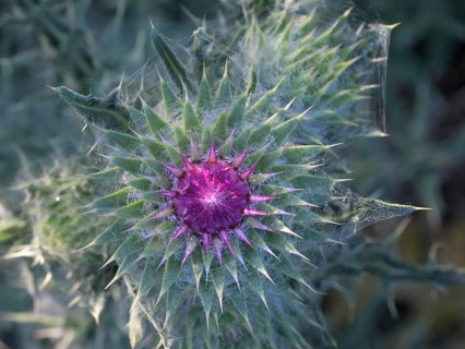 Flowering thistle (Carduus nutans), Lower Rhine, North Rhine-Westphalia, Germany, Europe