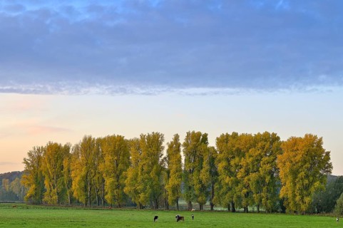 Row of poplars (Populus x canadensis) in autumn, Lower Rhine, North Rhine-Westphalia, Germany,