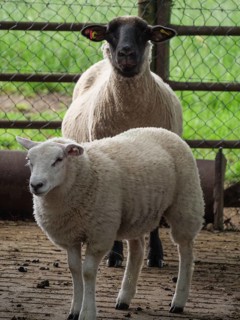 Two sheep, one white and one black, standing in a stable with a fence, Borken, North