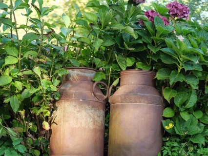 Two weathered milk cans decoratively placed between lush green plants and blooming flowers,