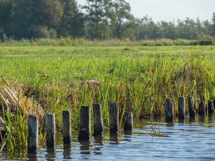 Close-up of wooden piles at the edge of a calm body of water, surrounded by green grass, Giethoorn,