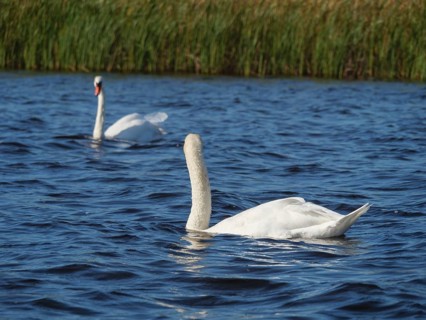 A single swan in calm water near a reed bank, giethoorn, Netherlands
