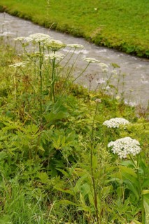 A small river surrounded by wild plants and grass in a natural setting, Gosau, Austria, Europe