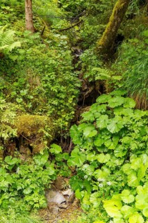 A small stream flowing through dense green plants in the forest, Gosau, Austria, Europe