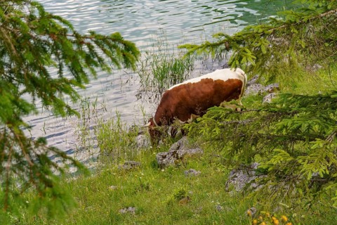 A cow grazing between green grasses and bushes on the shore of a quiet lake, Gosau, Austria, Europe