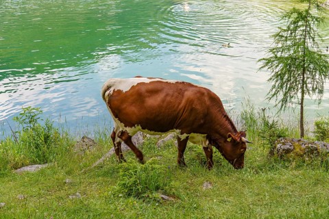 A brown and white cow standing and grazing on a green meadow on the shore of a lake, Gosau,