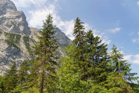 Tall fir trees in front of a rocky mountain landscape under a blue sky, Gosau, Austria, Europe
