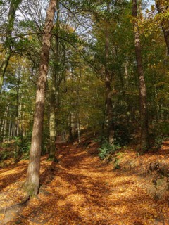 A forest path covered with autumn leaves, surrounded by tall trees in the sunlight, Tecklenburg,