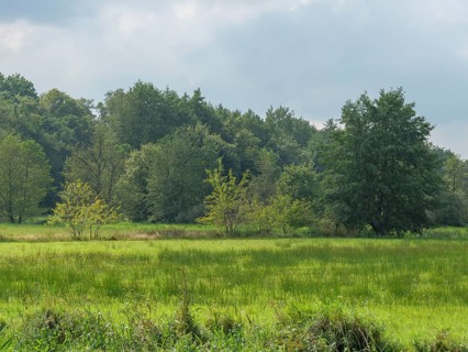 A sunny, peaceful landscape with extensive green meadows and dense tree cover, haaksbergen, .