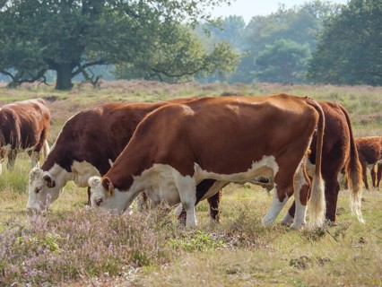 Cows grazing on a sunny green meadow, surrounded by trees and open sky, haaksbergen, . netherlands