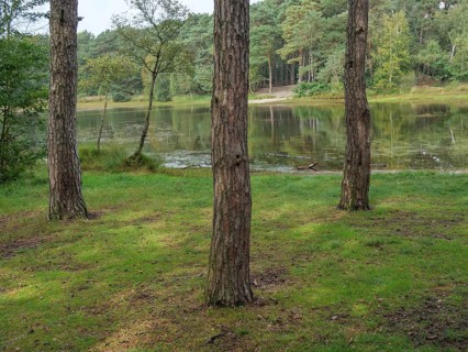 Three trees stand on a green meadow in front of a quiet lake, surrounded by a forest, haaksbergen,