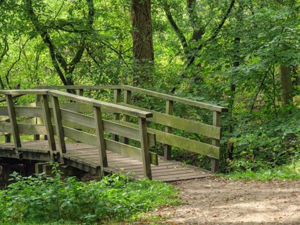 A wooden bridge leads over a path through a green, peaceful forest, haaksbergen, . netherlands