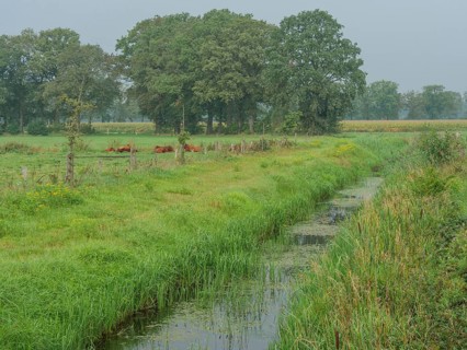 Cows lying in a green meadow bordering a small stream, surrounded by trees, haaksbergen, .