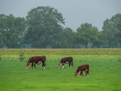Cows grazing on a green meadow, surrounded by trees and a cloudy sky, haaksbergen, . netherlands