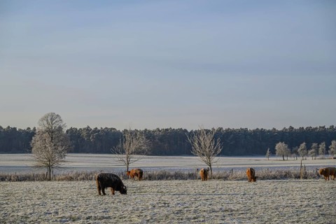 Cows grazing on a snowy pasture against a backdrop of bare trees and open sky, Velen, North