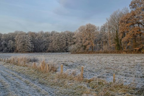 Frosty meadows and barren trees in a wintry field landscape convey calm and cold, Velen, North
