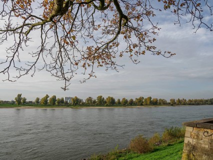 Autumn landscape along a river. Overhanging branch with golden leaves, cloudy sky and still water
