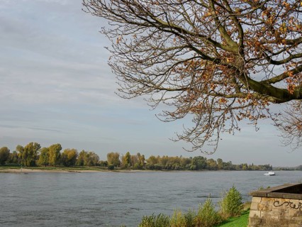 An autumnal tree towers over a calm river, surrounded by nature and a cloudy sky, Düsseldorf, North