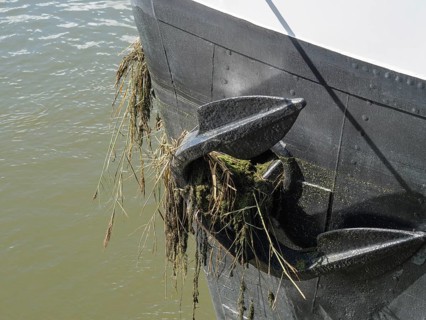 Close-up of a boat anchor covered with seaweed and algae in the water, Doesburg, Netherlands