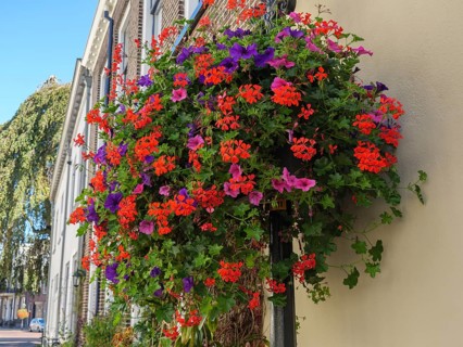 A lush hanging basket with red and purple flowers on a house wall, Doesburg, Netherlands