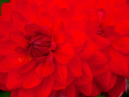 Close-up of an intense, bright red flower with detailed petals that conveys vibrancy, dahlias