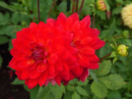 Vibrant red flower in the garden with green leaves that radiates summer freshness, dahlias