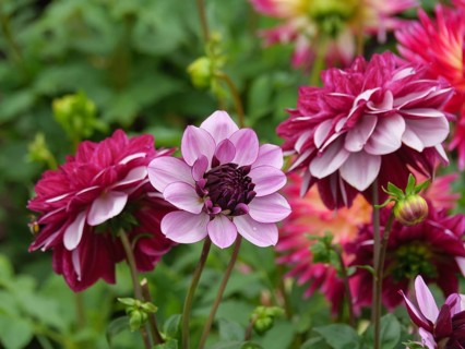 Close-up of red and pink dahlia flowers in the garden, dahlias