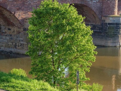 Green tree on the bank of a river with a bridge in the background in sunny weather, Saarburg,