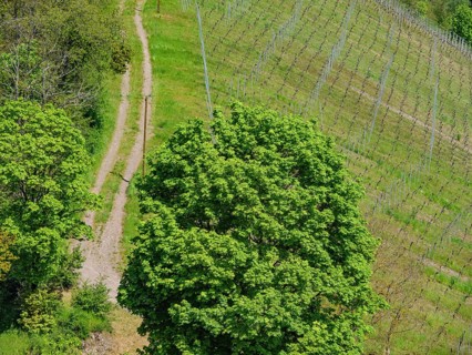 A narrow country lane leading through green vineyards surrounded by lush foliage, Saarburg,