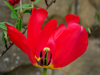 Close-up of a red tulip flower with green leaves in the background, Trier, Germany, Europe