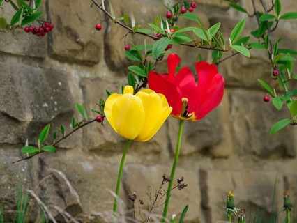 Yellow and red tulips in front of a stone wall with green leaves and red berries, Trier, Germany,
