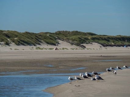 Seagulls at the water's edge on a quiet beach with dunes in the background, langeoog, germany