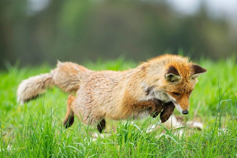 Red fox (Vulpes vulpes) hunting, jumping on a meadow, Bavaria, Germany, Europe