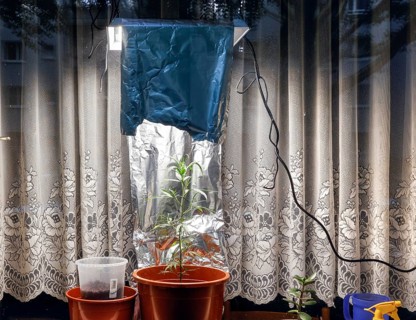 A cannabis lamp provides light to a cannabis plant placed on a windowsill in a flat. Up to three