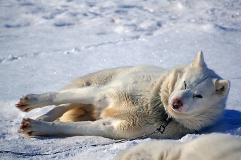 Sled dog lying in the snow and resting, typical winter environment, Ilulissat, Greenland, Denmark,