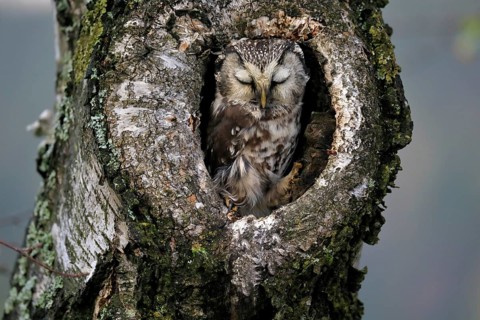 Tengmalm's owl (Aegolius funereus), adult, sleeping in a tree in autumn, looking out of a tree