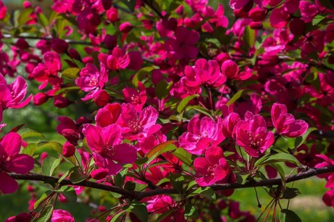 Malus 'Prairifire', Crabapple tree with dark pinkish red flower blossoms in spring, Quebec, Canada,