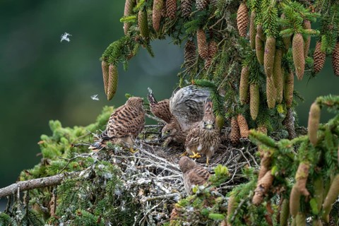 Common kestrel (Falco tinnunculus), young birds not yet ready to fly in the nest,