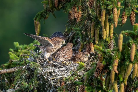 Common kestrel (Falco tinnunculus), young birds not yet ready to fly in the nest,
