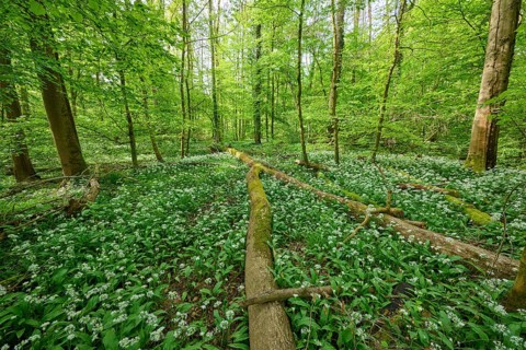 Light-flooded forest with green leaves and blooming wild garlic on the forest floor in spring,