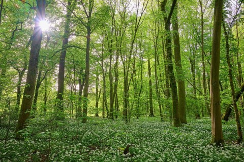 Light-flooded forest with green leaves and blooming wild garlic on the forest floor in spring,