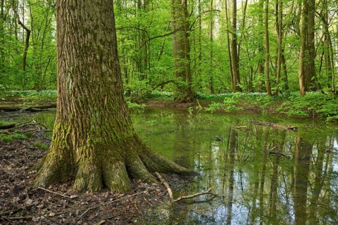 Light-flooded forest with river Kinzig, green leaves and blooming wild garlic on the forest floor